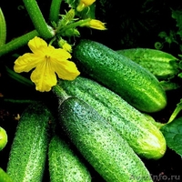 Продам: капуста, свекла, морковь, картофель, кабачки и др. овощи - Изображение #5, Объявление #721873
