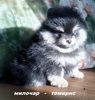 Померанский  Шпиц. - Изображение #2, Объявление #1366588
