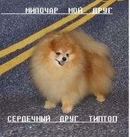 Померанский  Шпиц. - Изображение #1, Объявление #1366588