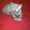 котят донских сфинксов - Изображение #5, Объявление #88541