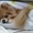 Элитные щенки карликового померанского Шпица - Изображение #2, Объявление #238099