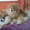 Элитные щенки карликового померанского Шпица - Изображение #4, Объявление #238099