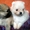 Элитные щенки карликового померанского Шпица - Изображение #5, Объявление #238099
