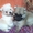 Элитные щенки карликового померанского Шпица - Изображение #1, Объявление #238099