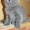 чудесный Британский котенок  #255816