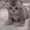 Продаётся британский вислоухий котенок - Изображение #2, Объявление #285150