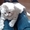 Продаётся британский вислоухий котенок - Изображение #3, Объявление #285150