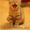 недорого котята шотландские фолды и страйты - Изображение #6, Объявление #302816