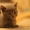 недорого котята шотландские фолды и страйты - Изображение #2, Объявление #302816