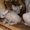 продам двух лысых котят  тел. 89173987541 - Изображение #2, Объявление #331088