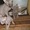 продам двух лысых котят  тел. 89173987541 - Изображение #3, Объявление #331088