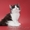 Продаются норвежские лесные котята (питомник) - Изображение #1, Объявление #363308