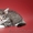 Продаются норвежские лесные котята (питомник) - Изображение #2, Объявление #363308