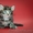 Продаются норвежские лесные котята (питомник) - Изображение #3, Объявление #363308