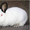 Продам Кролика Калифорнийской породы #396276