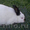 Продам Кролика Калифорнийской породы - Изображение #3, Объявление #396276