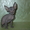 СФИНКС -  котенок. - Изображение #1, Объявление #452533