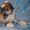 Щенки голой китайской хойлатой собаки - Изображение #2, Объявление #472570