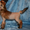 Щенки голой китайской хойлатой собаки - Изображение #4, Объявление #472570