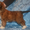 Щенки голой китайской хойлатой собаки - Изображение #1, Объявление #472570