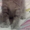 Красивый котенок в добрые руки - Изображение #2, Объявление #514255