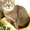 красивая ласковая упитанная кошка - Изображение #4, Объявление #554421
