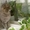 красивая ласковая упитанная кошка - Изображение #2, Объявление #554421