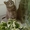 красивая ласковая упитанная кошка #554421