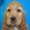 Классные щенки английского кокер-спаниеля - Изображение #3, Объявление #525177