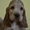 Классные щенки английского кокер-спаниеля - Изображение #4, Объявление #525177