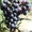 черенки и саженцы винограда Республики Татарстан #615394