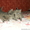 Продаются британские котята (мальчик и девочка) - Изображение #3, Объявление #608794