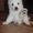 шпиц японский белый щеночки - Изображение #1, Объявление #651168