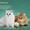Британские котята золотые, серебристые шиншиллы - Изображение #1, Объявление #800866