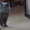 Чистопородные британские котята - Изображение #2, Объявление #888792