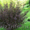 Лиственные деревья и кустарники. Казань #974010