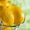 Поставки Лимонной Кислоты - Изображение #3, Объявление #1257368