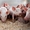 Свинокомплекс реализует свиней и поросят ОПТОМ #1378487