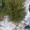  Живые новогодние елки и сосны оптом - Изображение #3, Объявление #1591189