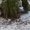  Живые новогодние елки и сосны оптом - Изображение #2, Объявление #1591189