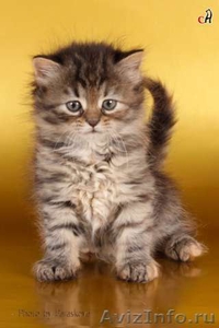 сибирский котенок - Изображение #1, Объявление #3619