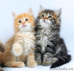 сибирский котенок - Изображение #2, Объявление #3619