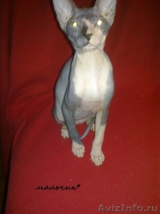 котят донских сфинксов - Изображение #3, Объявление #88541