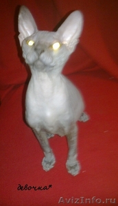котят донских сфинксов - Изображение #4, Объявление #88541