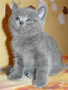 ЗамечательныеБРИТАНСКИЕ котята - Изображение #1, Объявление #247131
