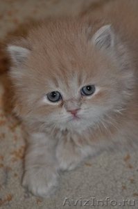 персы красивые котята - Изображение #1, Объявление #260111