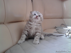 Продаётся британский вислоухий котенок - Изображение #1, Объявление #285150