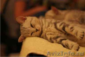 недорого котята шотландские фолды и страйты - Изображение #1, Объявление #302816