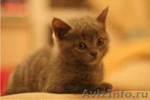 недорого котята шотландские фолды и страйты - Изображение #2, Объявление #302816