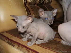 продам двух лысых котят  тел. 89173987541 - Изображение #2, Объявление #331088